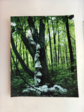 Envelope no. 10 (Ava in a tree)